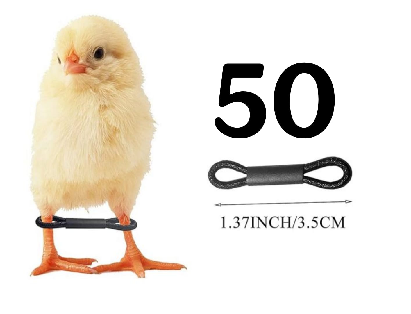 Chicken Splay Leg Bands -Leg Braced/Hobble (Pack of 50) - Free Delivery