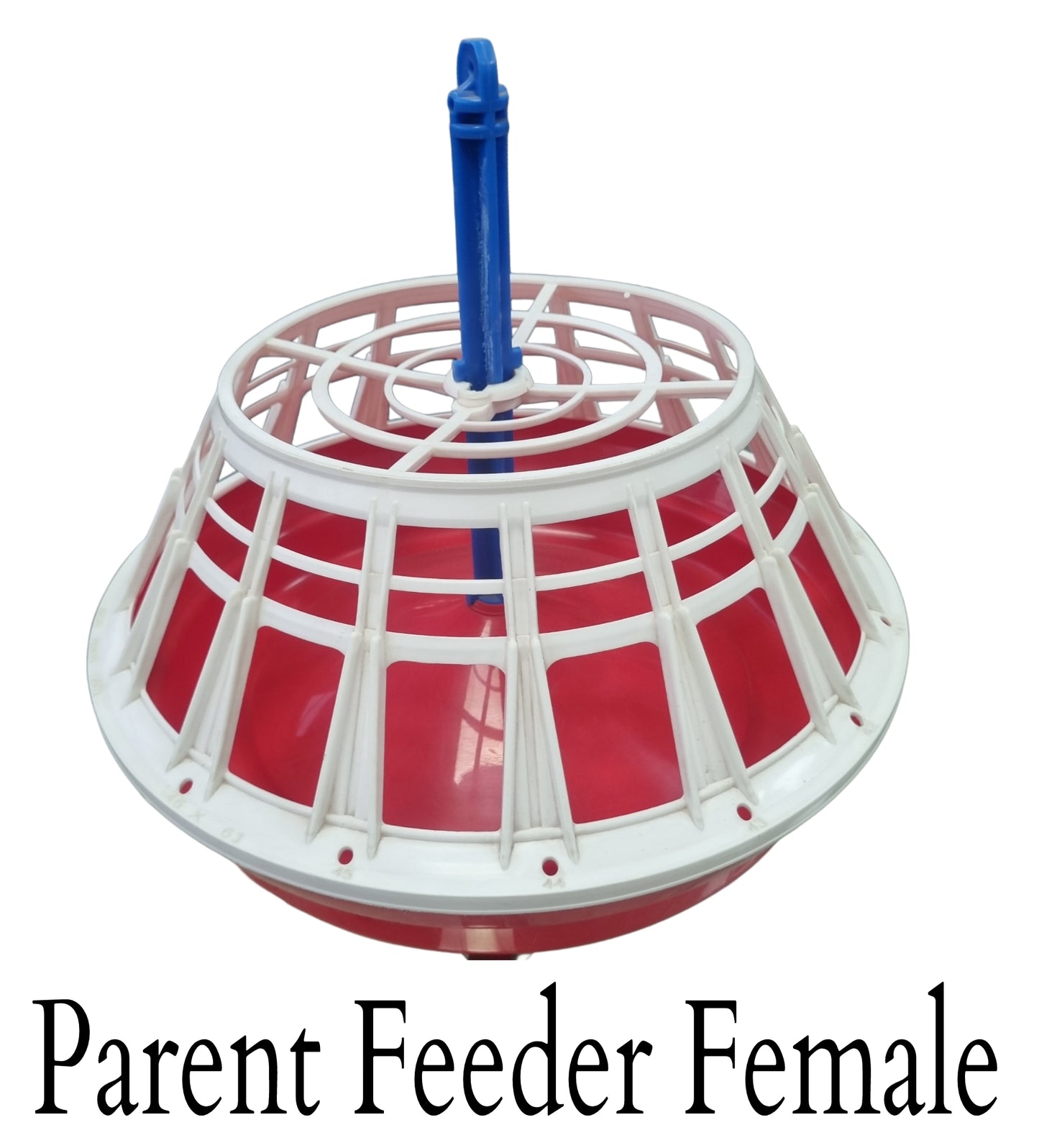 GKI Parent Feeder Female 2.25 kg-Free Delivery