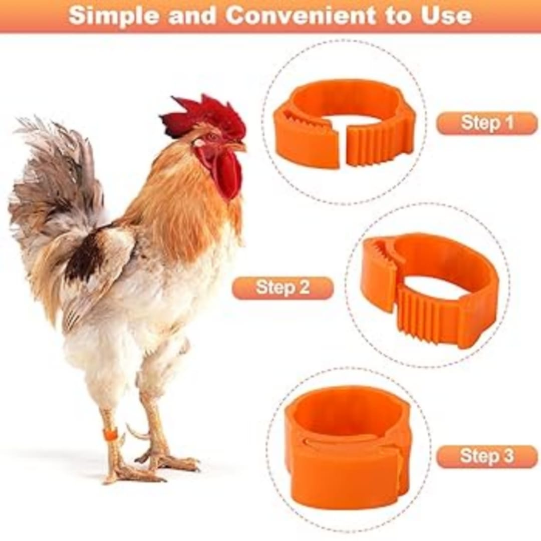 Chicken Leg Rings (Pack of 50)