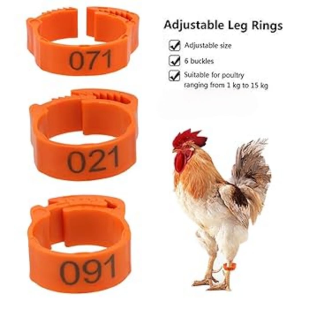 Chicken Leg Rings (Pack of 50)